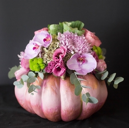 Resim PINK PUMPKIN